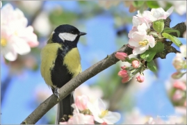 <p>SÝKORA KOŇADRA (Parus major) /Great tit -
Kohlmeise/</p>